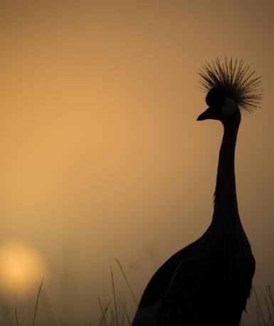 Photo of a silhouetted African crowned crane in the dawning sun