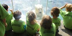 children looking at polar bear